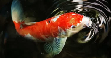 9 Most Beautiful River Fish